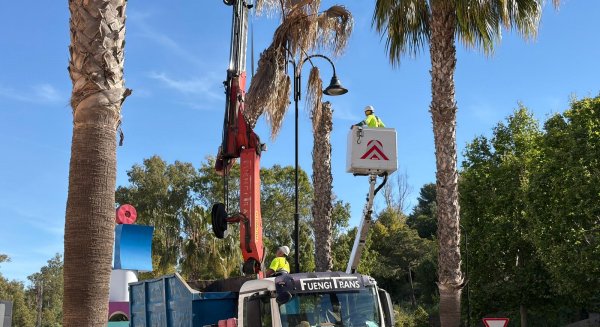Mijas actúa contra el hongo fusarium con labores de saneamiento en palmeras washingtonias
