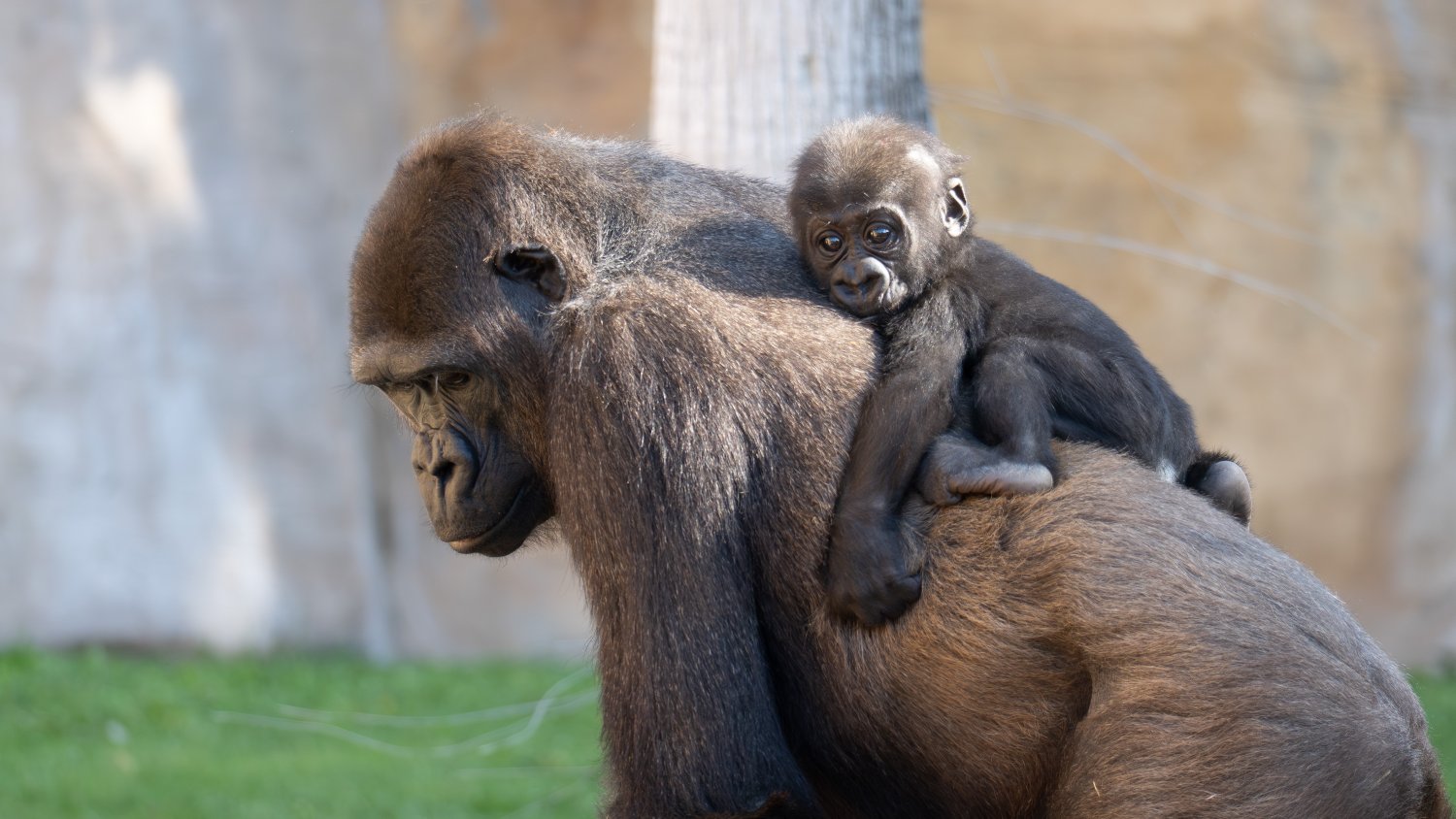 Los BIOPARC de Valencia, Fuengirola y Gijón se unen al Día de la Tierra bajo el lema “Nuestro Poder, Nuestro Planeta”