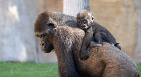 Los BIOPARC de Valencia, Fuengirola y Gijón se unen al Día de la Tierra bajo el lema “Nuestro Poder, Nuestro Planeta”