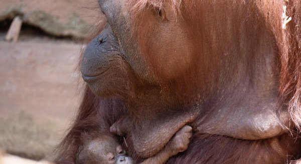 Nace una cría de orangután de Borneo en Bioparc Fuengirola ante la mirada de los visitantes