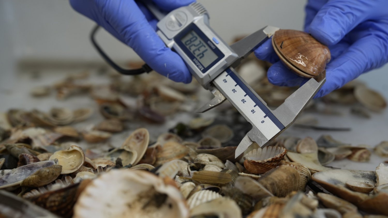 El IEO inicia una campaña para evaluar el preocupante declive de los moluscos en la costa andaluza