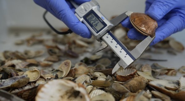 El IEO inicia una campaña para evaluar el preocupante declive de los moluscos en la costa andaluza