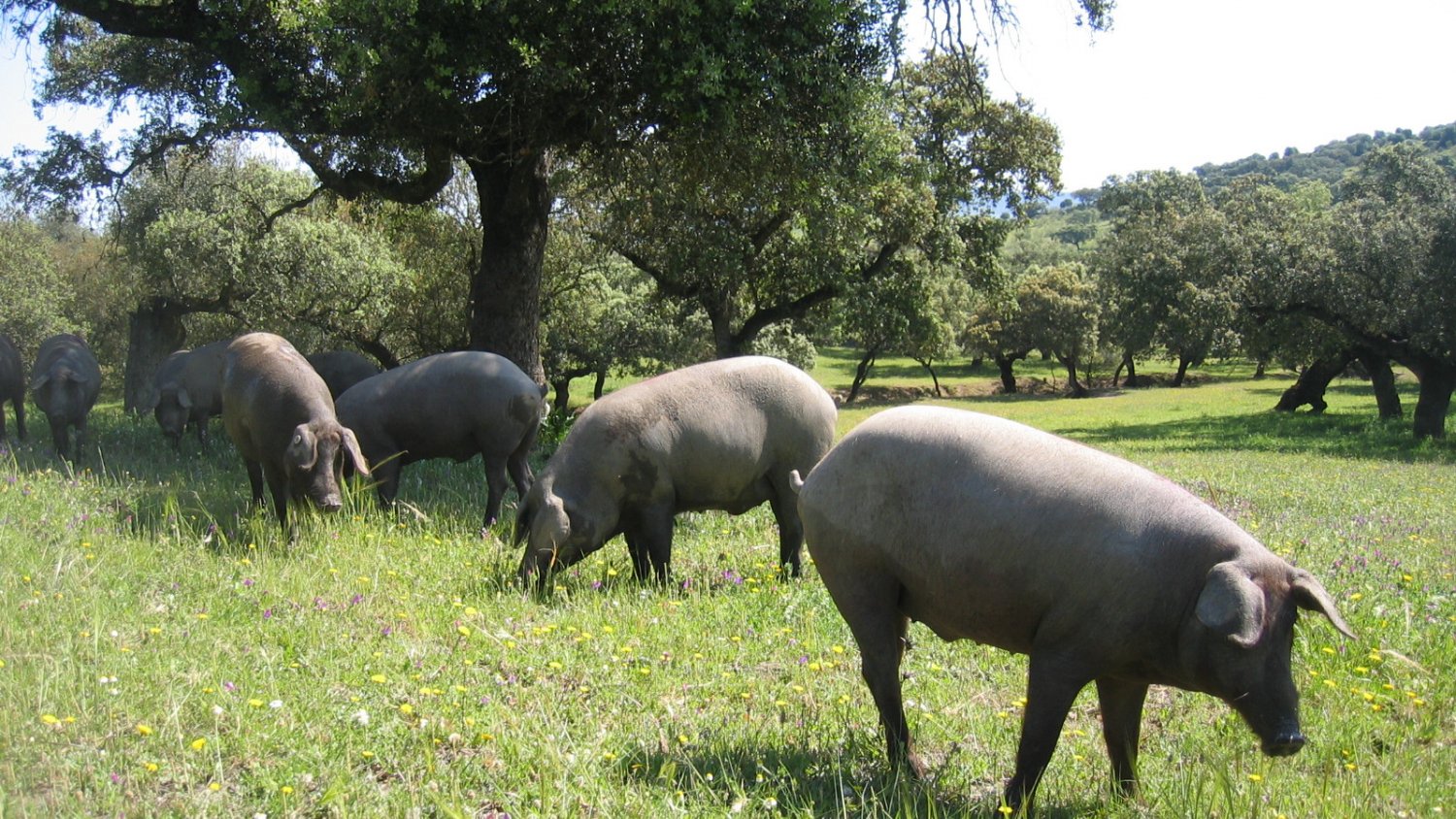 La Junta comienza a abonar las ayudas a ganaderos de extensivo afectados por las borrascas
