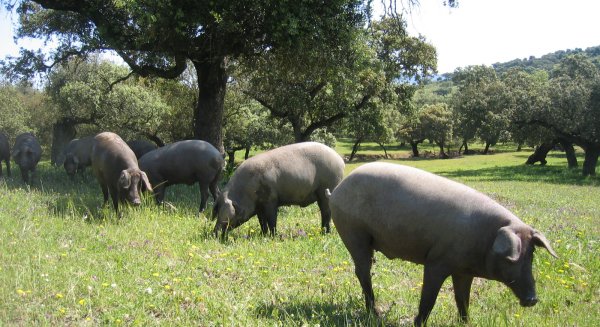 La Junta comienza a abonar las ayudas a ganaderos de extensivo afectados por las borrascas