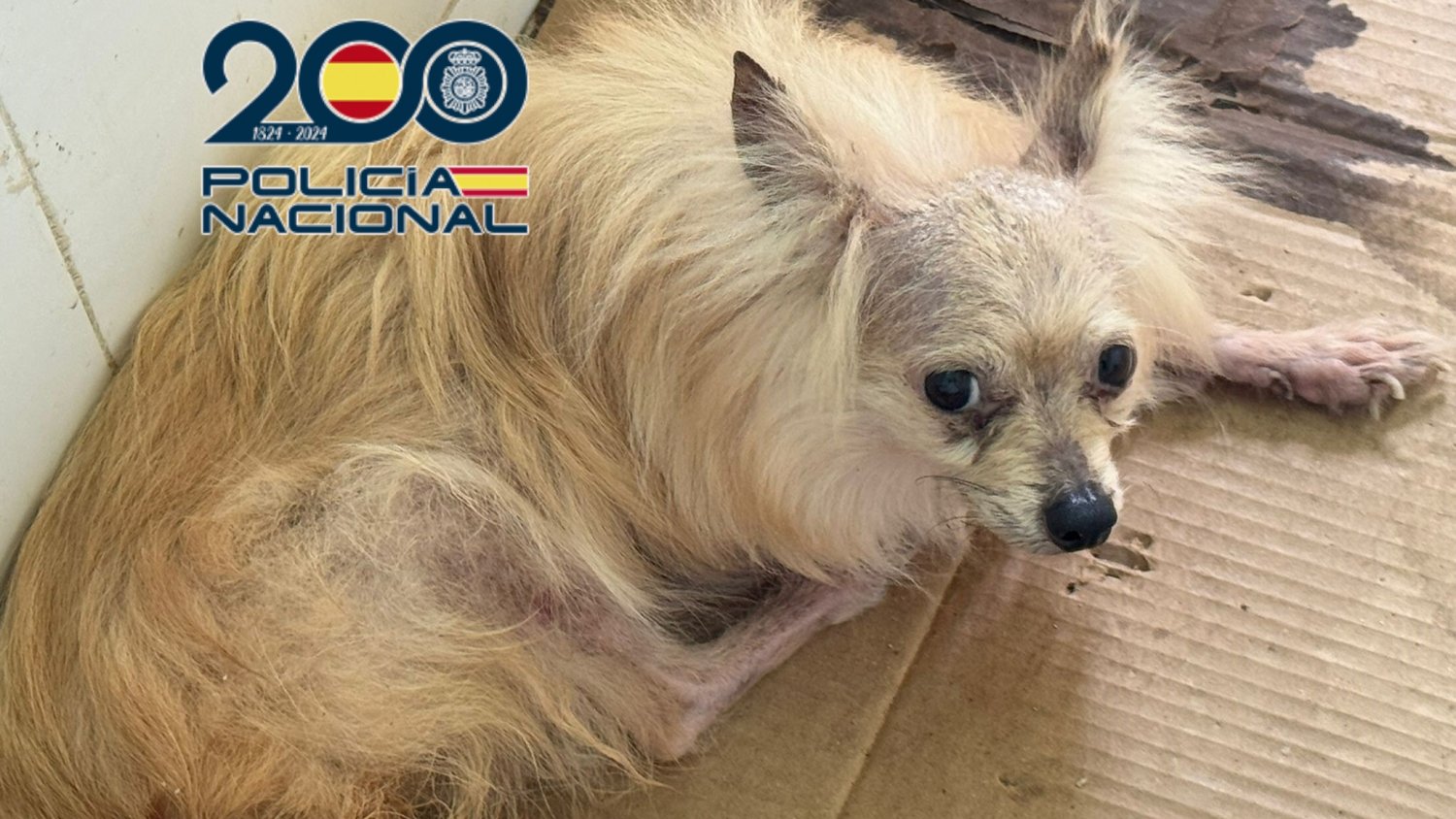 La Policía Nacional localiza un criadero de animales en Almayate y detiene a dos personas por maltrato animal
