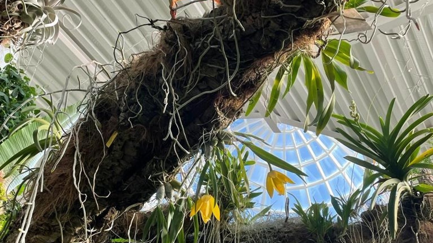 Florecen en el Parque Botánico-Orquidario de Estepona dos ejemplares de 'Eucheline karwinskii’