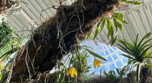 Florecen en el Parque Botánico-Orquidario de Estepona dos ejemplares de 'Eucheline karwinskii’