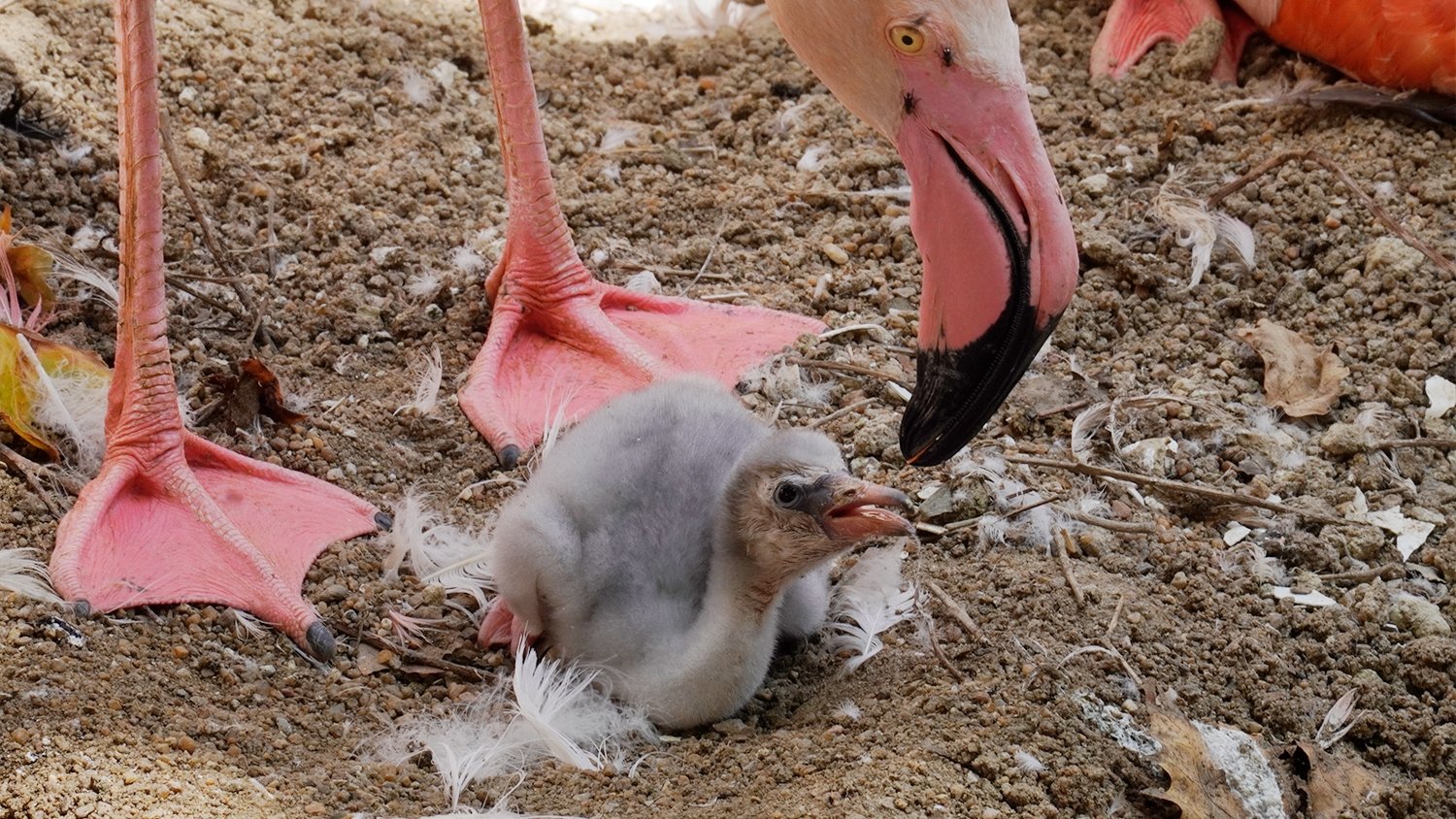 Bioparc Fuengirola recibe a las primeras crías de flamenco rosa