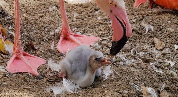 Bioparc Fuengirola recibe a las primeras crías de flamenco rosa