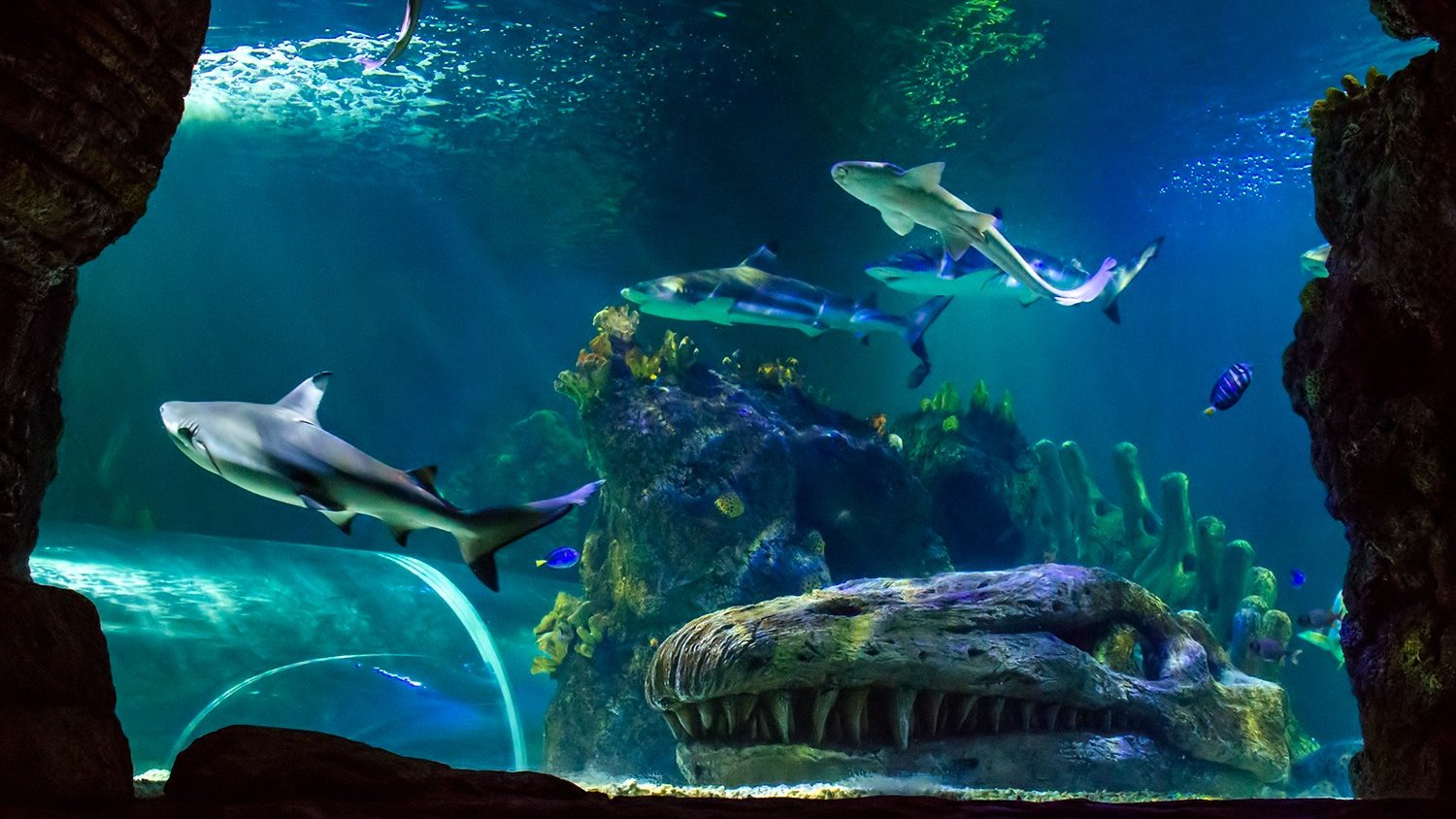 Sea Life Benalmádena conmemora la semana de los océanos para sensibilizar sobre la protección marina