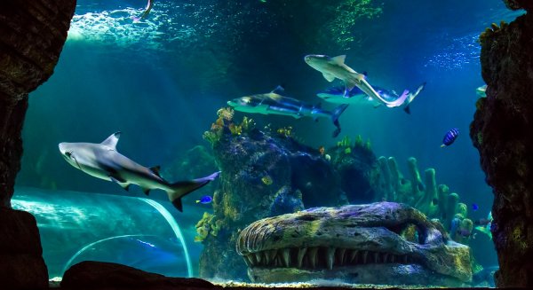 Sea Life Benalmádena conmemora la semana de los océanos para sensibilizar sobre la protección marina