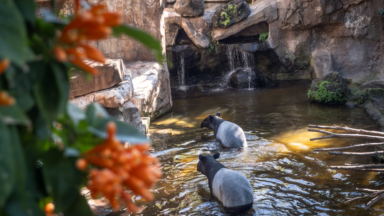 BIOPARC Fuengirola conmemora su 25 aniversario invitando al público a formar parte de un fin de semana muy especial
