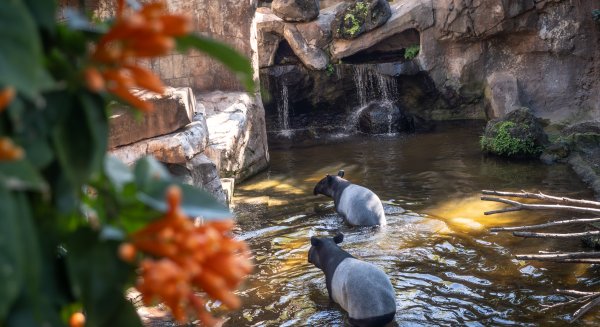BIOPARC Fuengirola conmemora su 25 aniversario invitando al público a formar parte de un fin de semana muy especial
