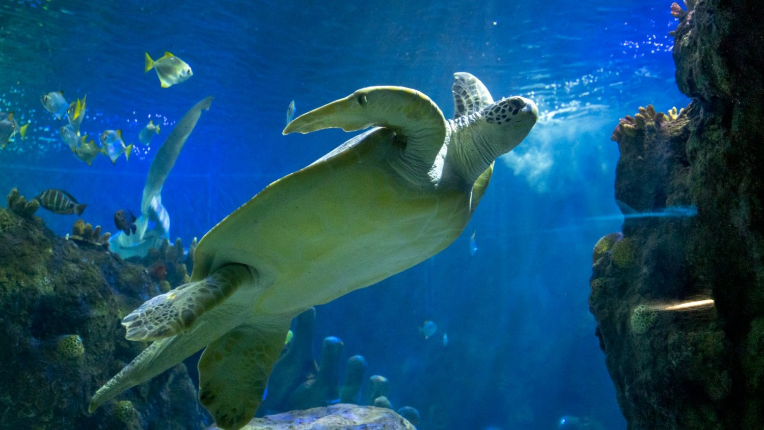 Sea Life Benalmádena celebra el Día Mundial de la Tortuga Marina, especie amenazada por el plástico