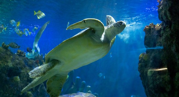 Sea Life Benalmádena celebra el Día Mundial de la Tortuga Marina, especie amenazada por el plástico