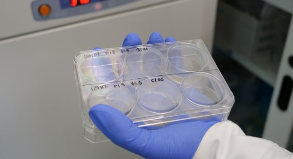 La Universidad de Málaga logra cerca de 10 millones del Plan Nacional para investigación