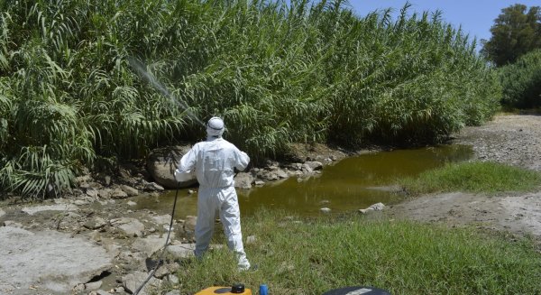 Mijas intensifica su plan de choque preventivo contra el mosquito que puede transmitir el virus del Nilo occidental