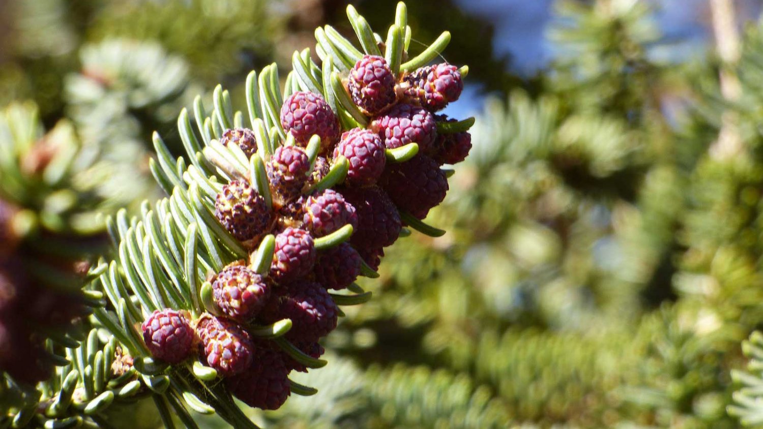 Monitorizan por primera vez la polinización del pinsapo para estudiar su respuesta al cambio climático