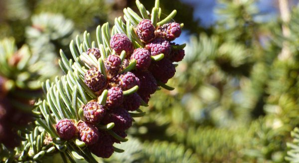 Monitorizan por primera vez la polinización del pinsapo para estudiar su respuesta al cambio climático