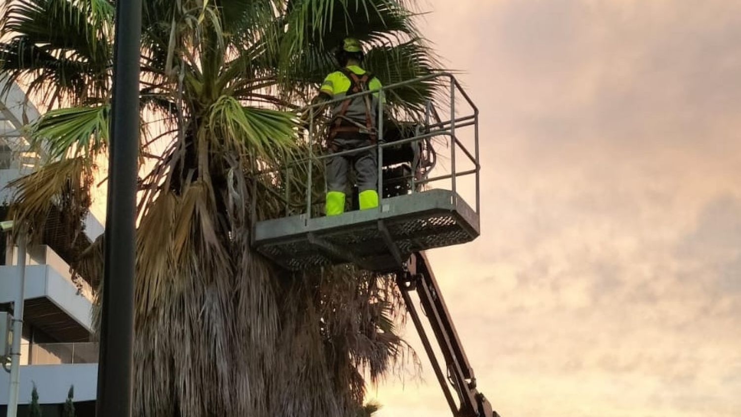 Torremolinos inicia un nuevo modelo de refuerzo para mejorar el mantenimiento de las zonas verdes de toda la ciudad
