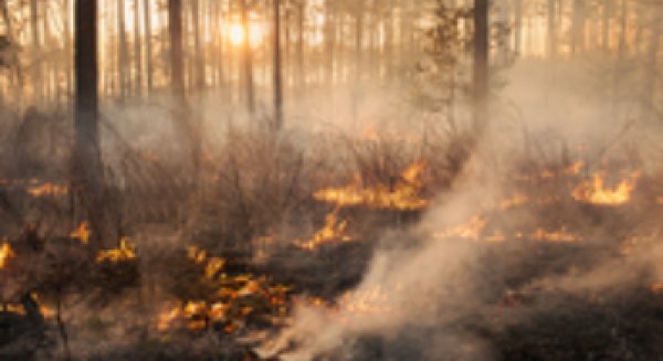 La herramienta de la UMA para el seguimiento de incendios se consolida como referencia nacional