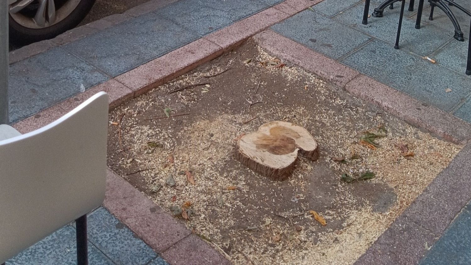 IU critica nuevas talas en Marbella y solicita una red municipal de refugios climáticos