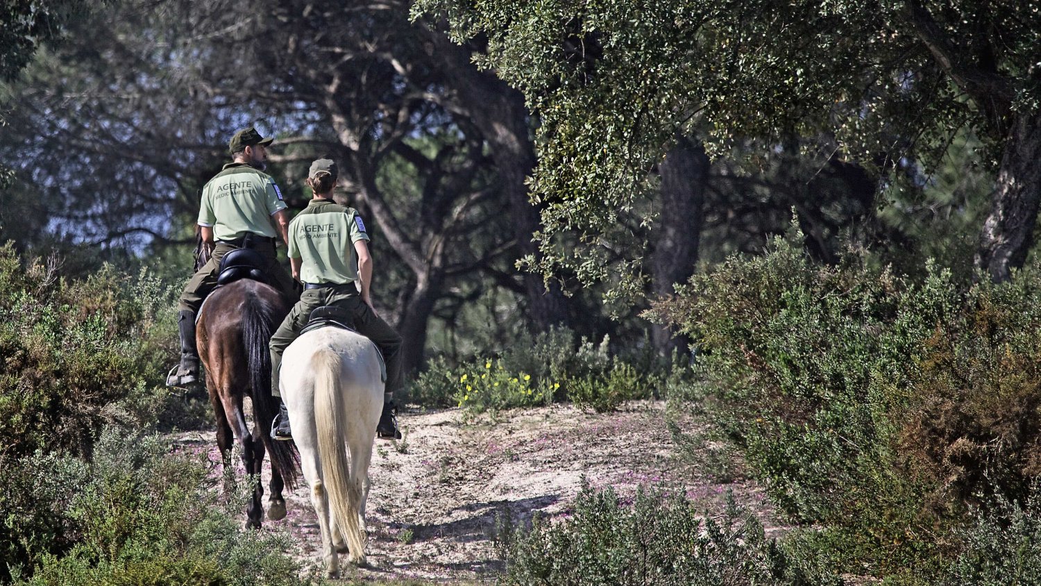 Andalucía fomenta la mayor modernización de su legislación ambiental del siglo XXI 