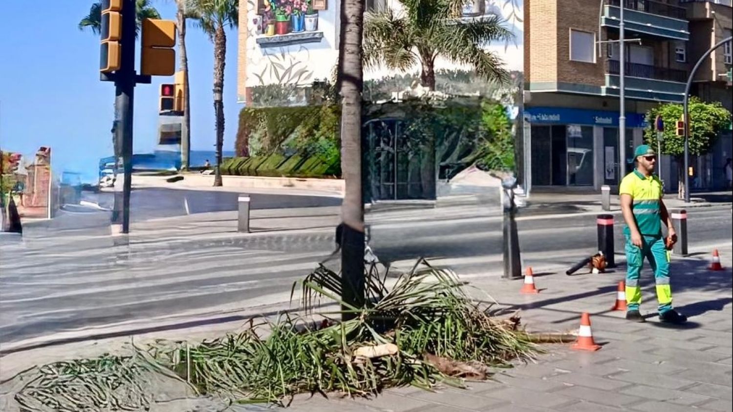 Rincón de la Victoria avanza en la poda de palmeras del municipio