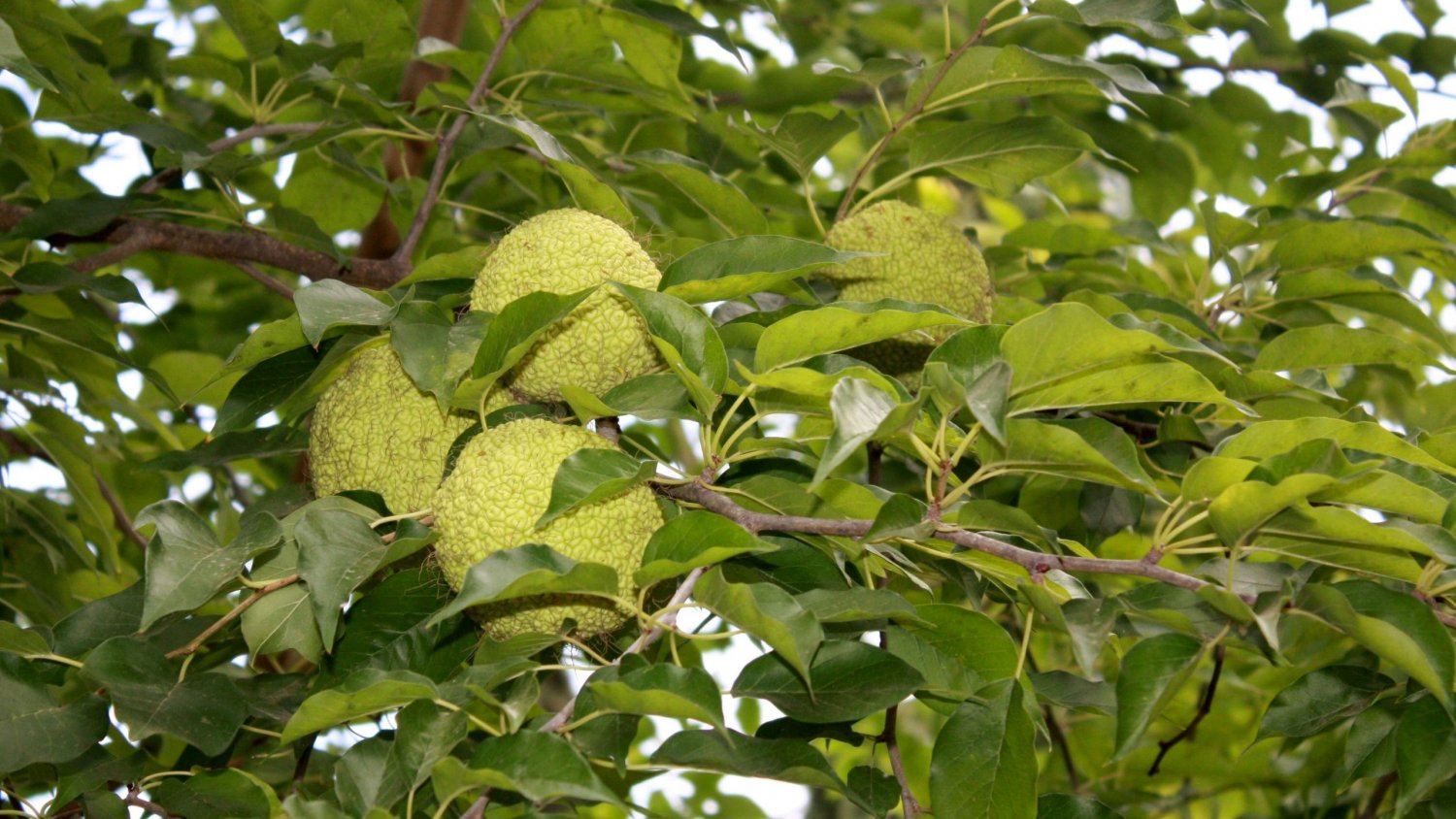 El naranjo de Osage, protagonista de agosto en el Jardín Botánico La Concepción