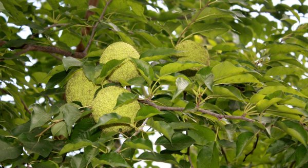 El naranjo de Osage, protagonista de agosto en el Jardín Botánico La Concepción