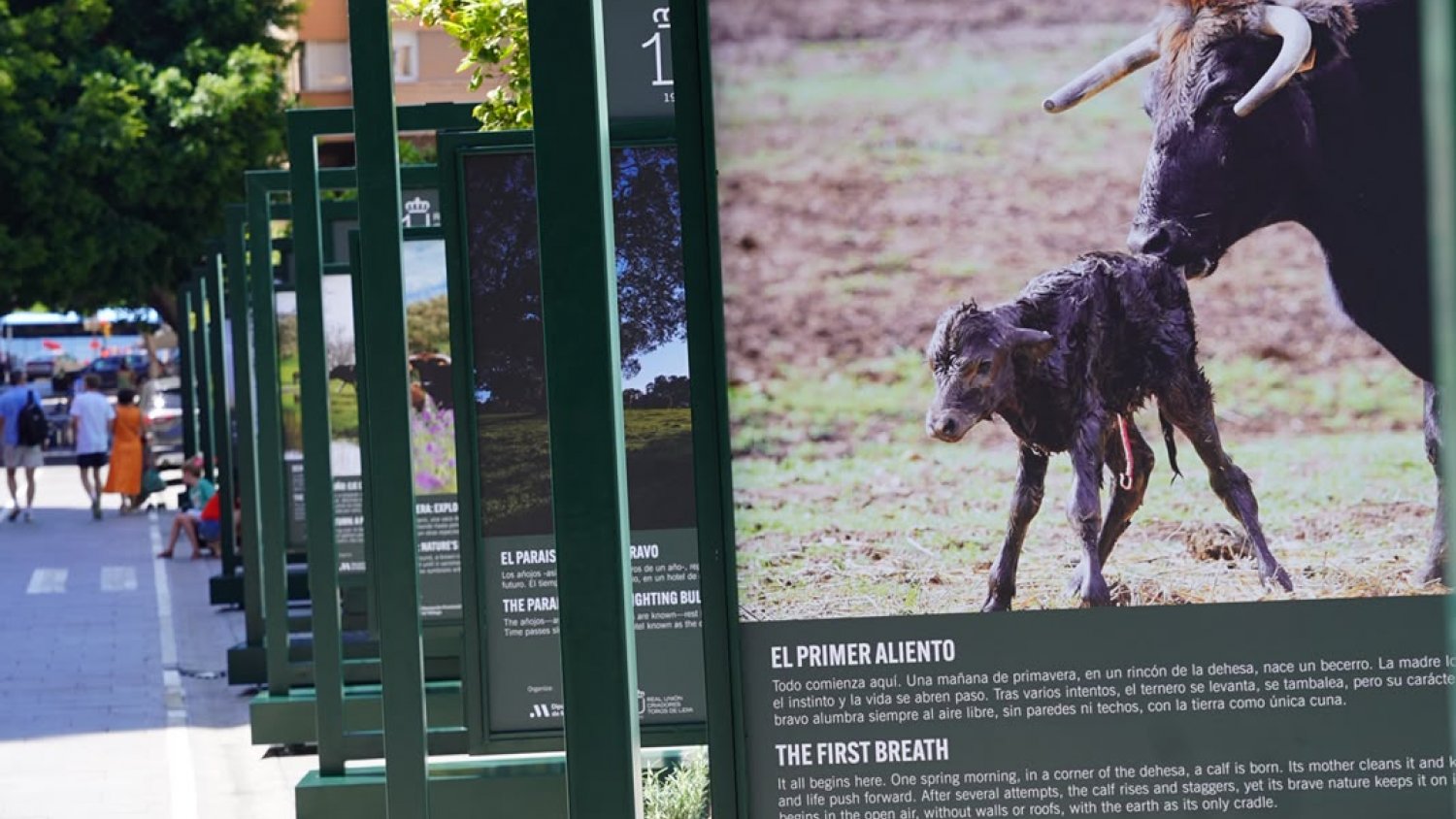 La muestra 'Toro Bravo, el guardián de la biodiversidad' pone en valor la conservación de la dehesa