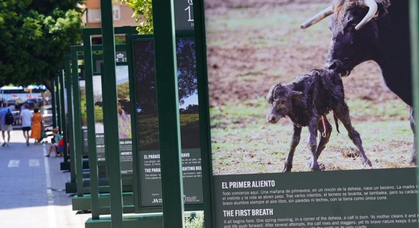 La muestra 'Toro Bravo, el guardián de la biodiversidad' pone en valor la conservación de la dehesa