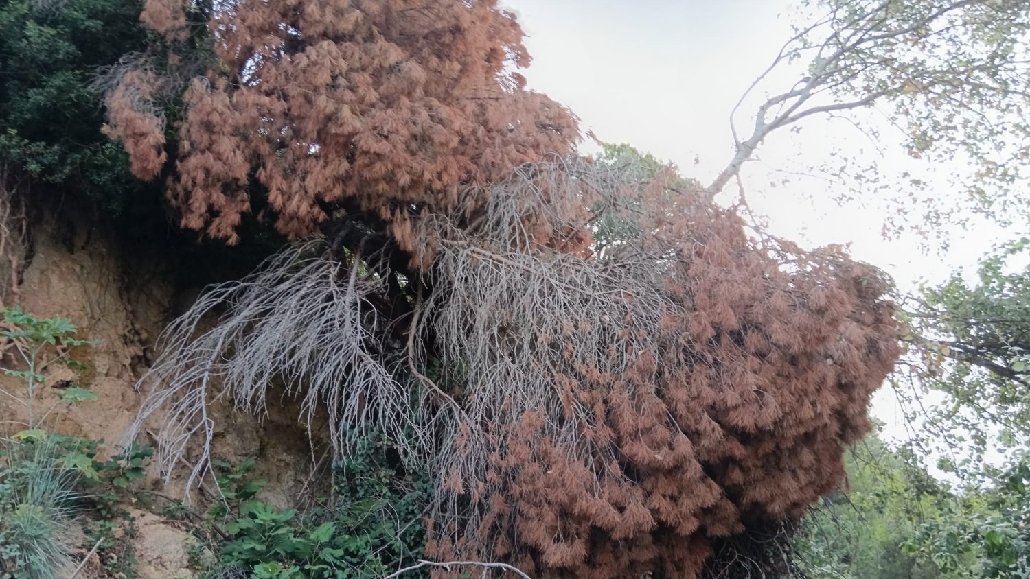 IU alerta del “grave riesgo de incendio” por el estado de abandono del Pecho de las Cuevas