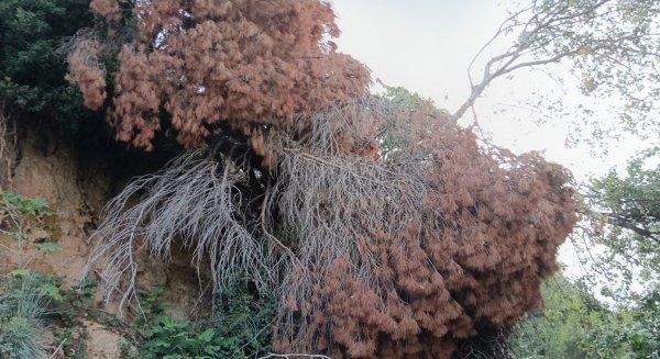 IU alerta del “grave riesgo de incendio” por el estado de abandono del Pecho de las Cuevas