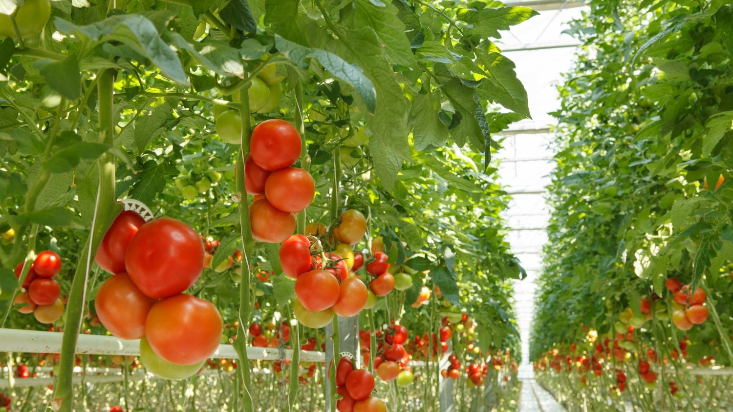 Más del 79% de las medidas del Plan Estratégico de Frutas y Hortalizas ya están en marcha o concluidas