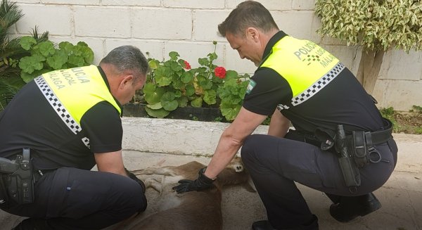 El Grupona de la Policía Local traslada al CREA tres crías de cernícalo mal cuidadas