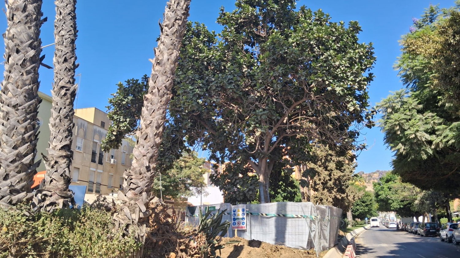 Las obras del Metro de Málaga afrontan el trasplante de un ficus singular en avenida Arroyo de los Ángeles 