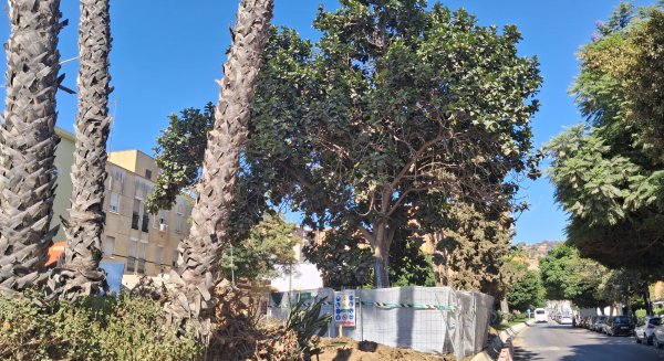 Las obras del Metro de Málaga afrontan el trasplante de un ficus singular en avenida Arroyo de los Ángeles 