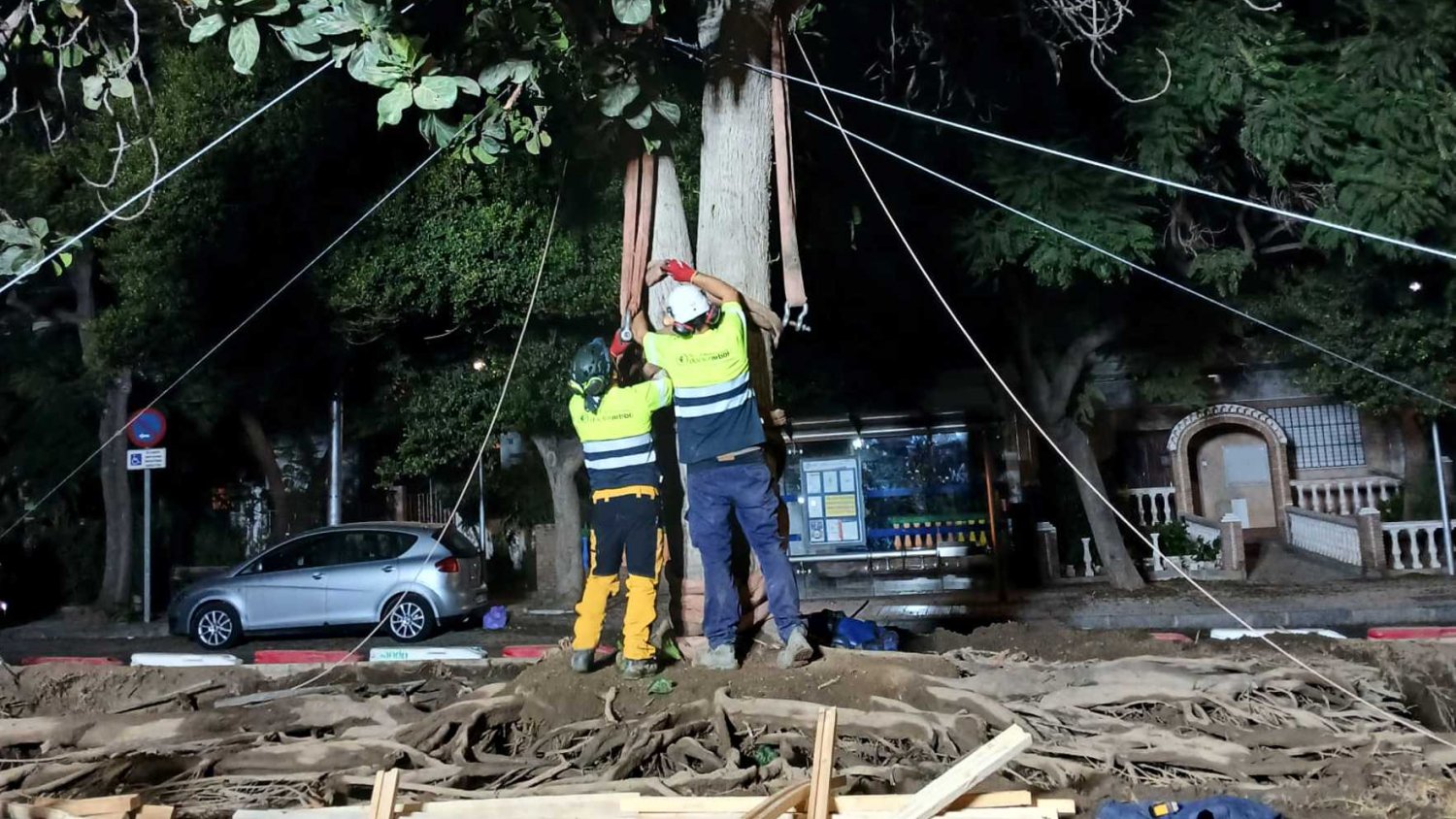 El Metro de Málaga culmina el trasplante del ficus singular a su nueva ubicación