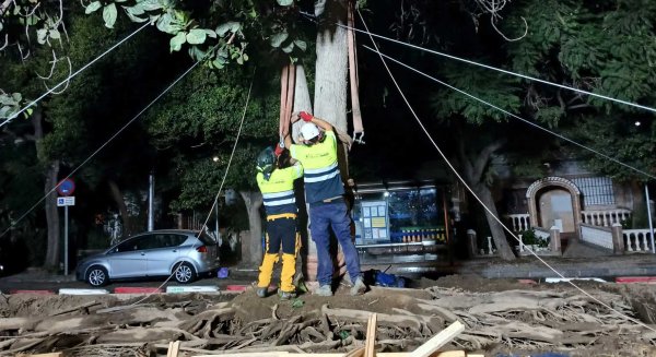 El Metro de Málaga culmina el trasplante del ficus singular a su nueva ubicación
