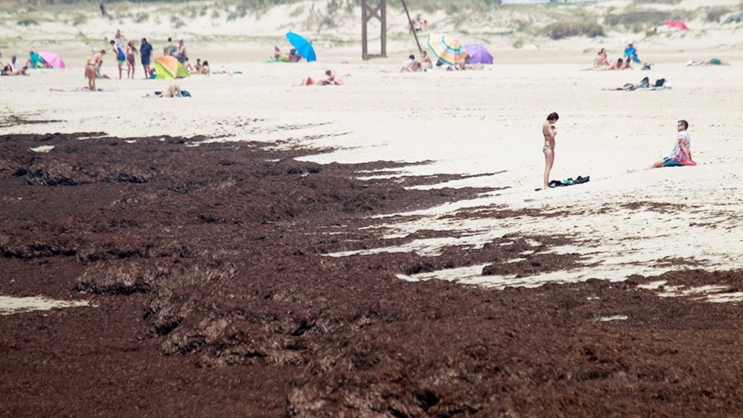 El Consejo de Gobierno toma conocimiento de las ayudas a la flota afectada por el alga invasora