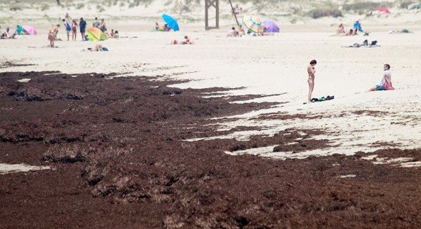 El Consejo de Gobierno toma conocimiento de las ayudas a la flota afectada por el alga invasora
