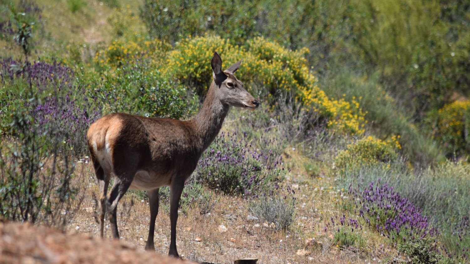 La Junta muestrea más de 1.000 ejemplares de fauna silvestre