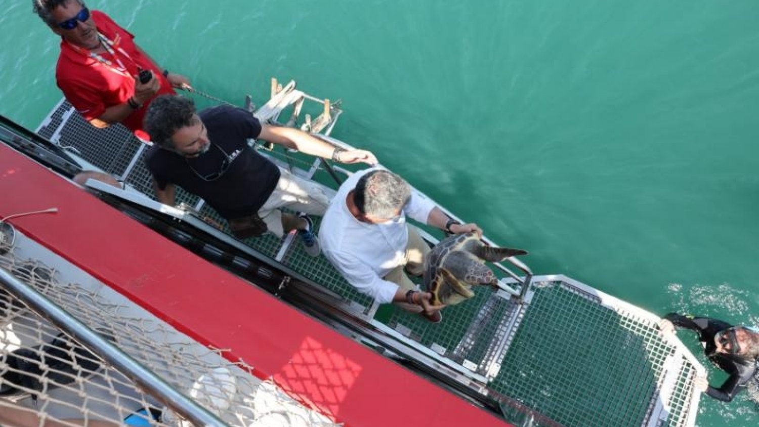 El programa de conservación de especies marinas apoyado por la Diputación recupera dos tortugas