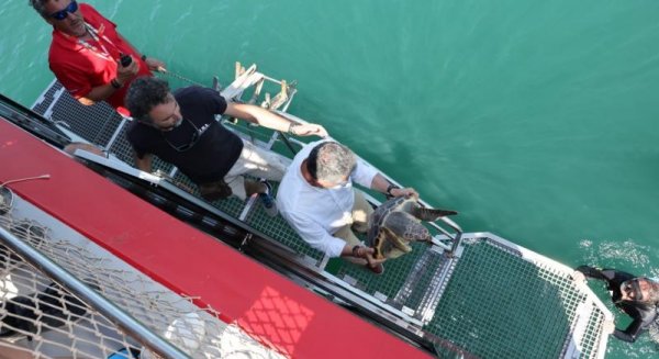 El programa de conservación de especies marinas apoyado por la Diputación recupera dos tortugas