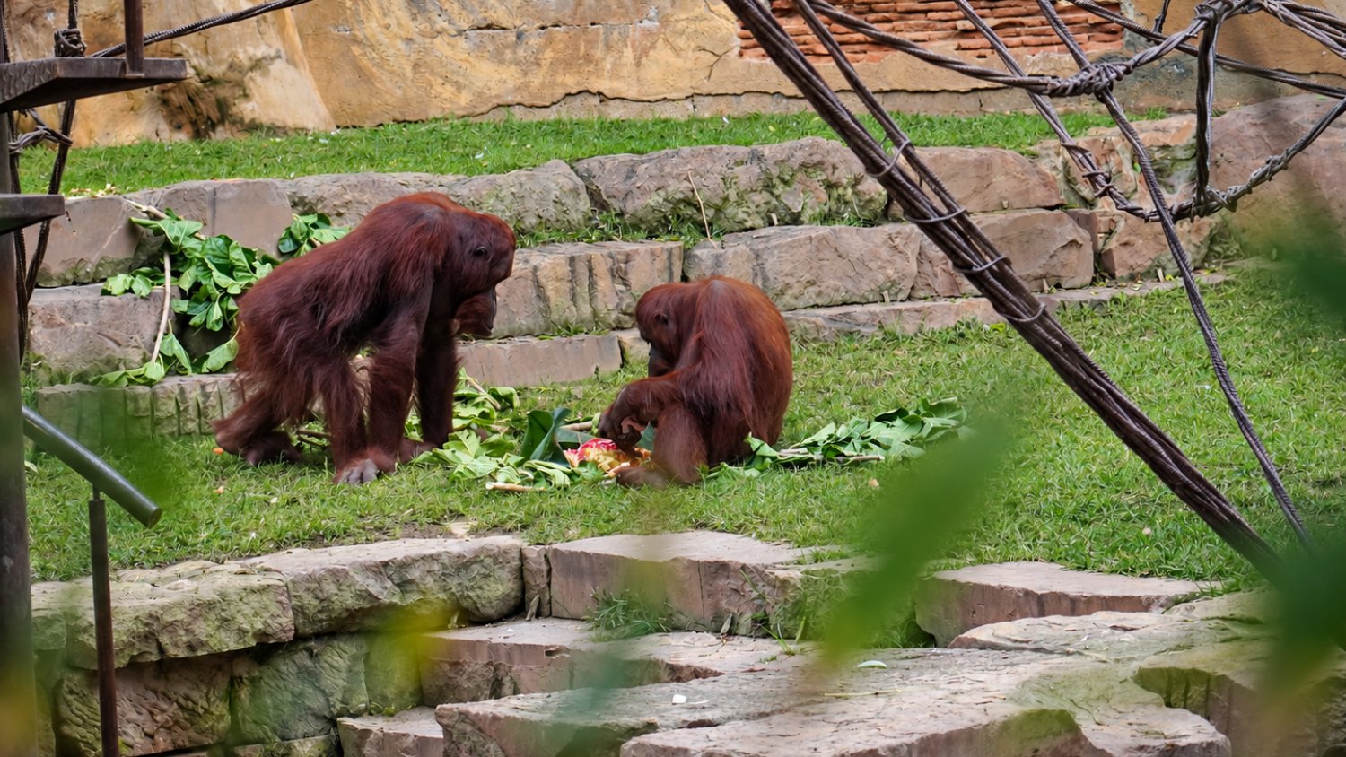 Un orangután de Borneo de BIOPARC Fuengirola cumple 13 años