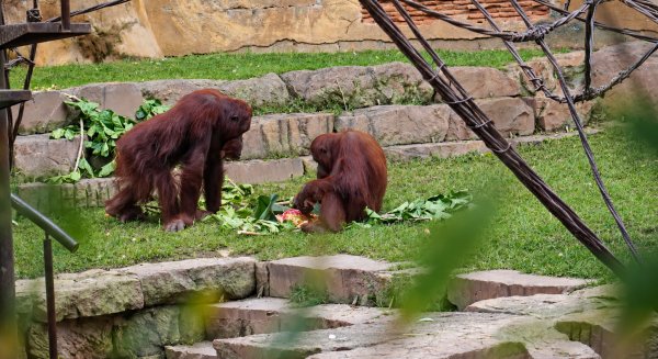 Un orangután de Borneo de BIOPARC Fuengirola cumple 13 años