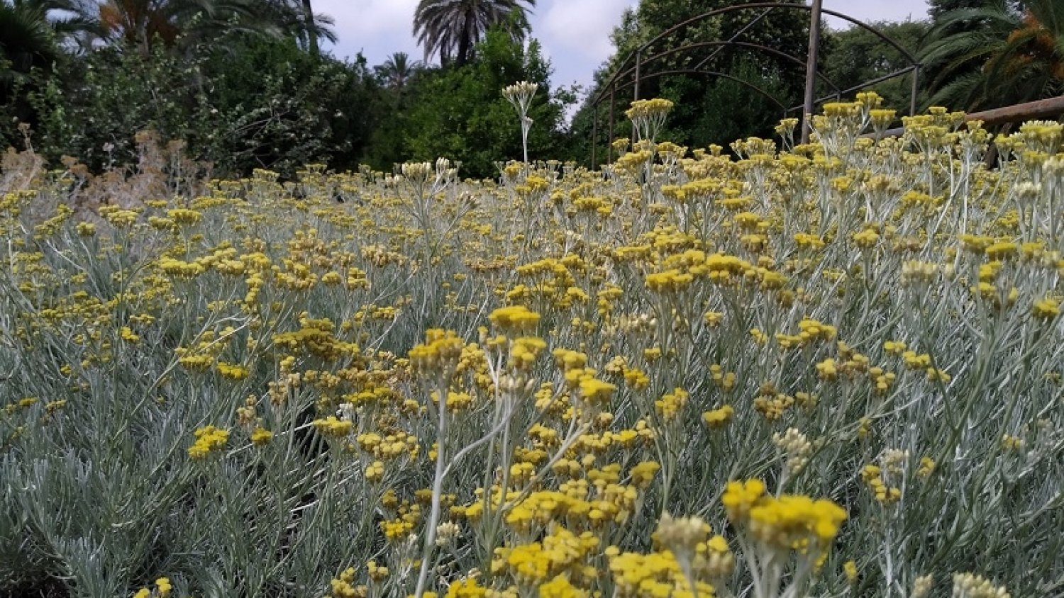 El falso curri es la planta del mes de junio en el Jardín Botánico en La Concepción