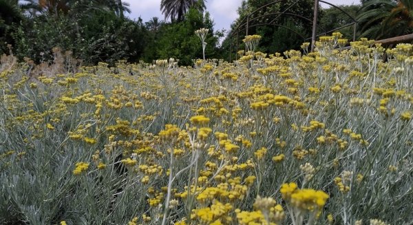 El falso curri es la planta del mes de junio en el Jardín Botánico en La Concepción