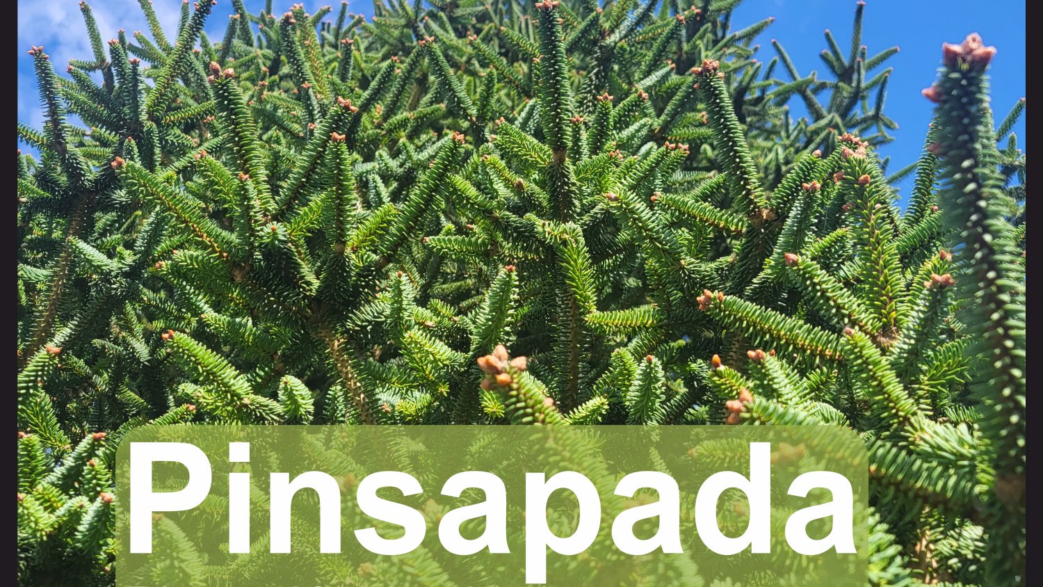 Voluntarios de Málaga plantarán 150 pinsapos en una iniciativa de la Diputación y Fundación Unicaja 